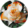 Vera Nederhof Avatar